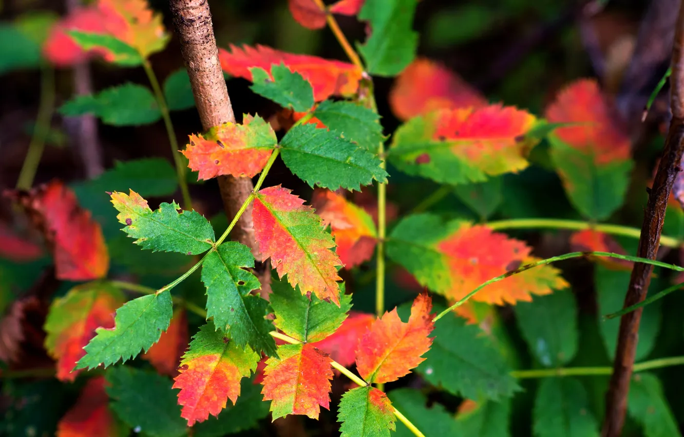 Фото обои осень, листья, куст, ветка
