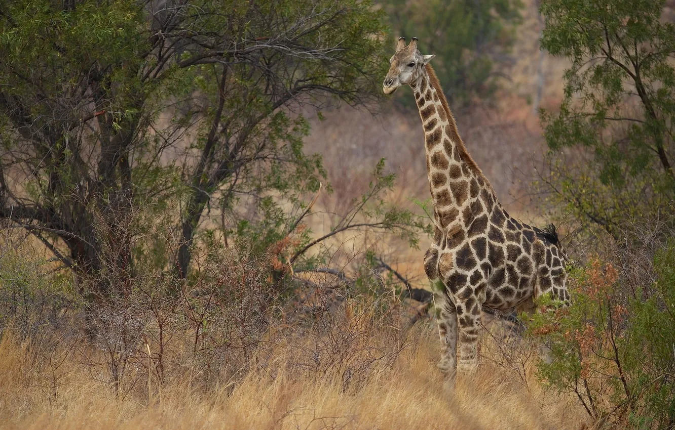 Фото обои жираф, саванна, кусты, шея