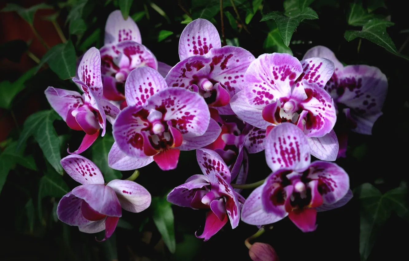 Фото обои орхидеи, экзотика, пятнистые