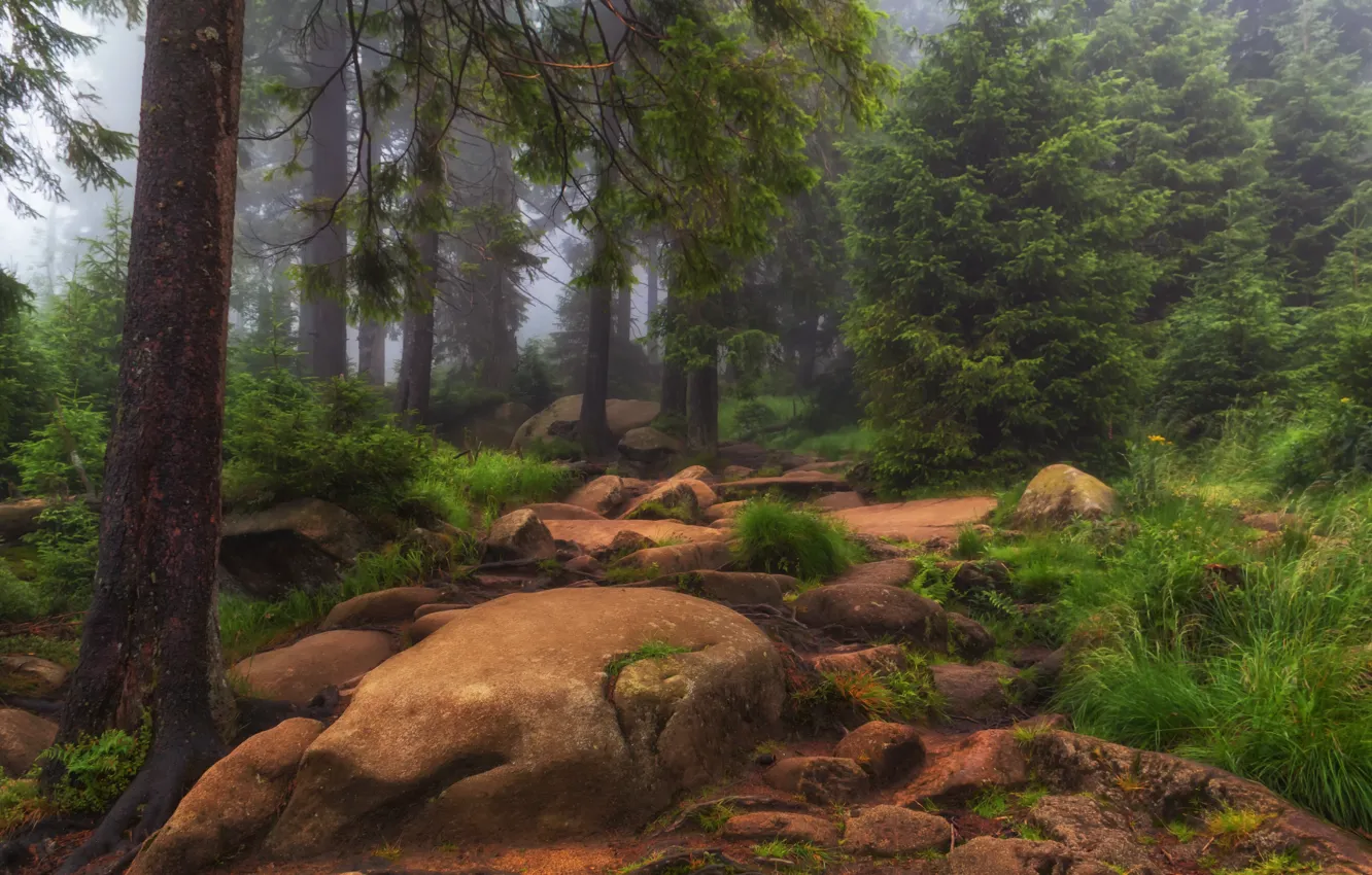 Фото обои лес, трава, деревья, природа, туман, камни