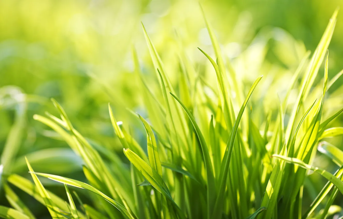 Фото обои зелень, лето, трава, свет, радость, свежесть, настроение, тишина