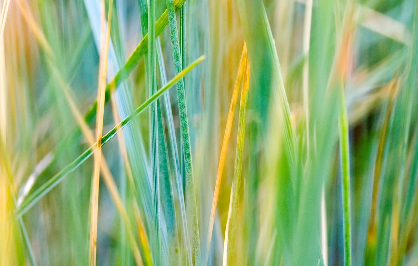Фото обои зелень, осень, трава, разноцветная