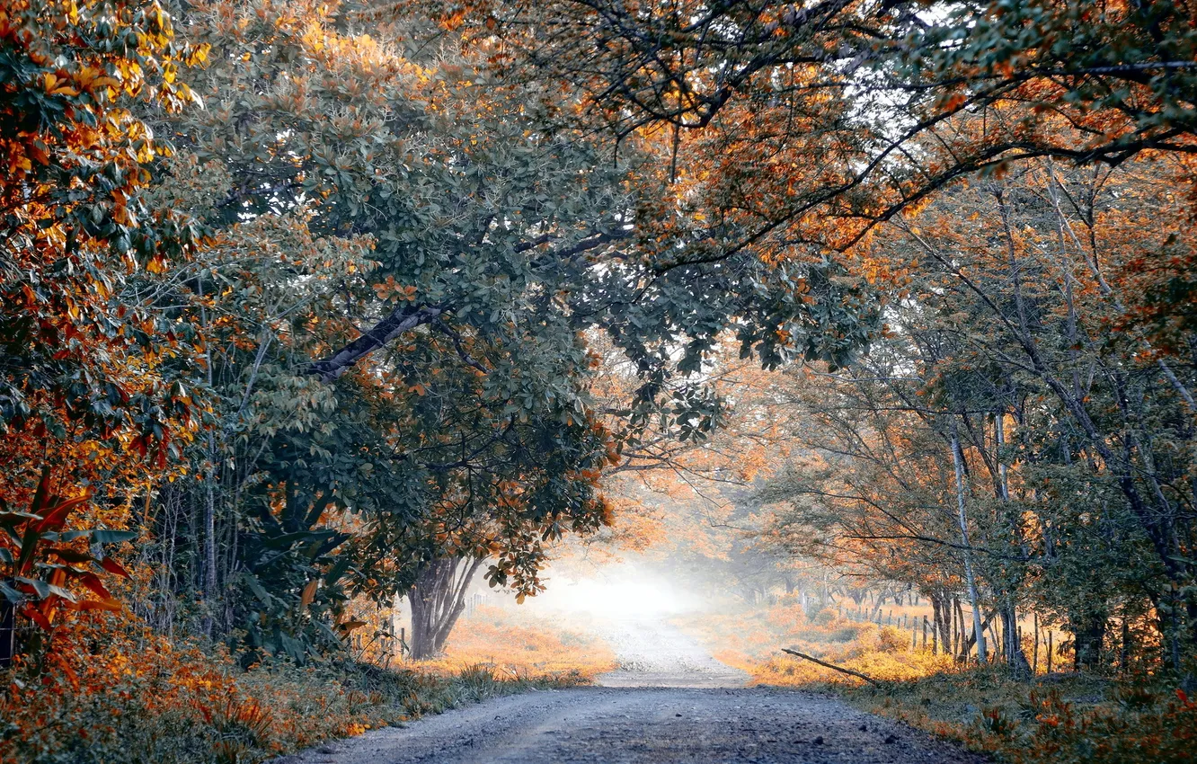 Фото обои дорога, деревья, пейзаж