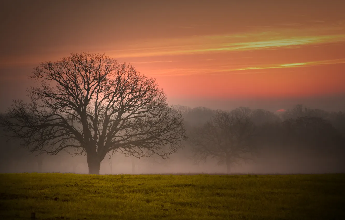 Фото обои поле, небо, закат, туман, дым, деревео