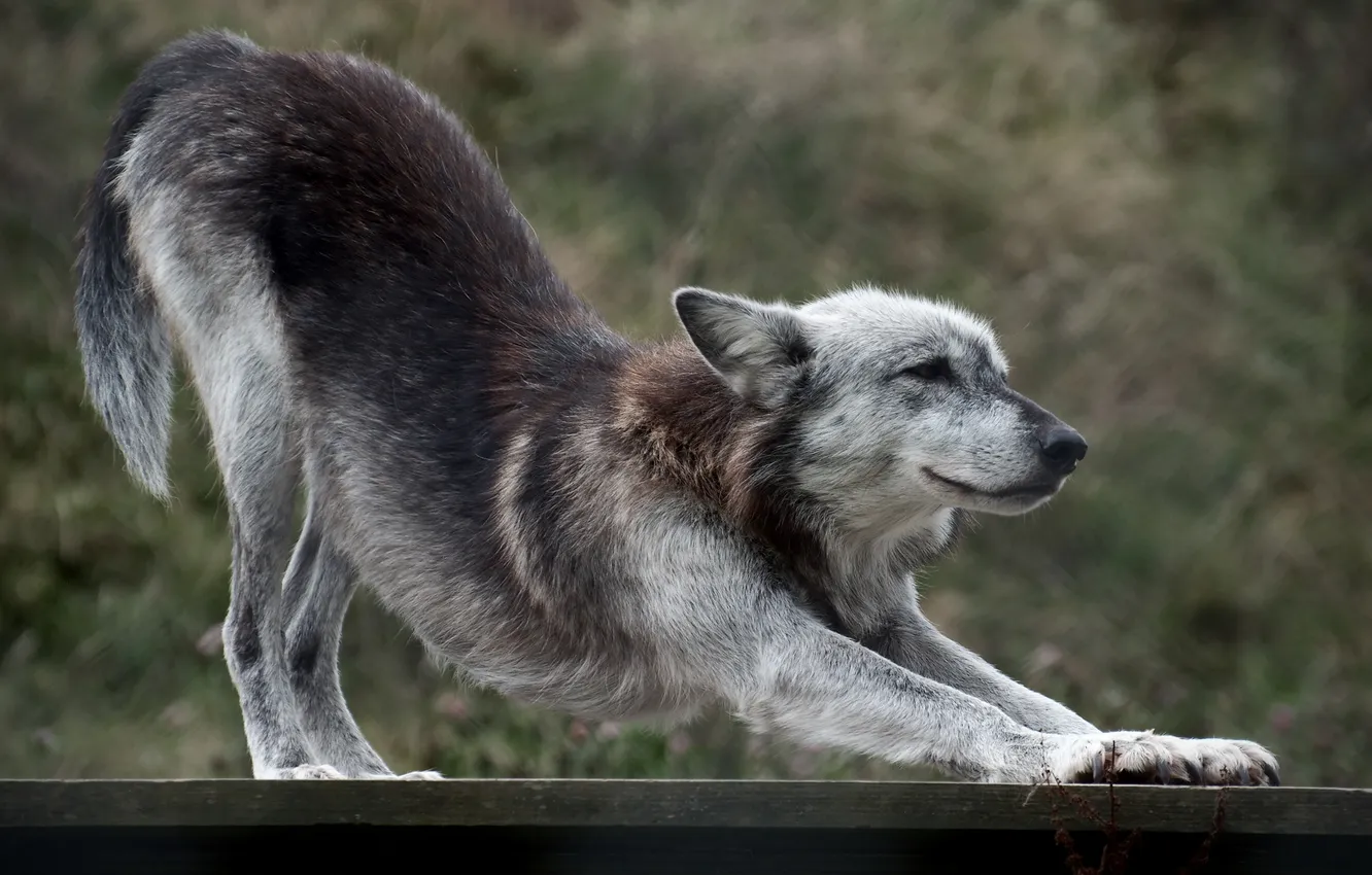 Фото обои доски, волк, хищник, тянется