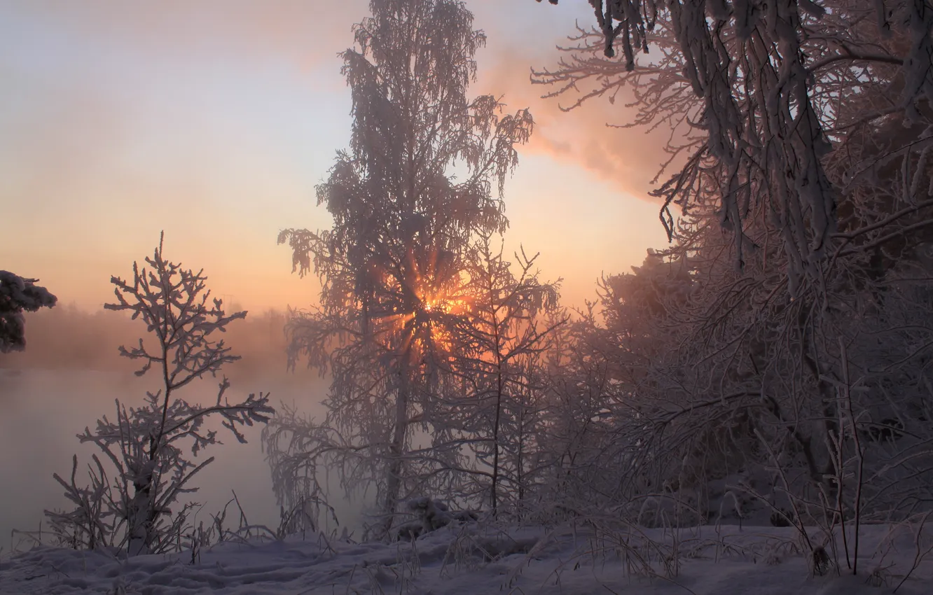 Фото обои зима, снег, деревья, ветки, туман, восход