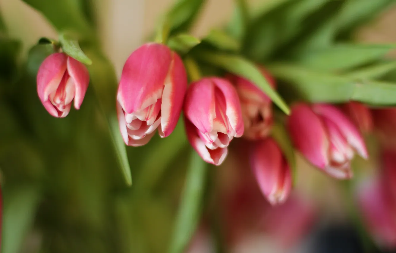 Фото обои цветы, весна, тюльпаны