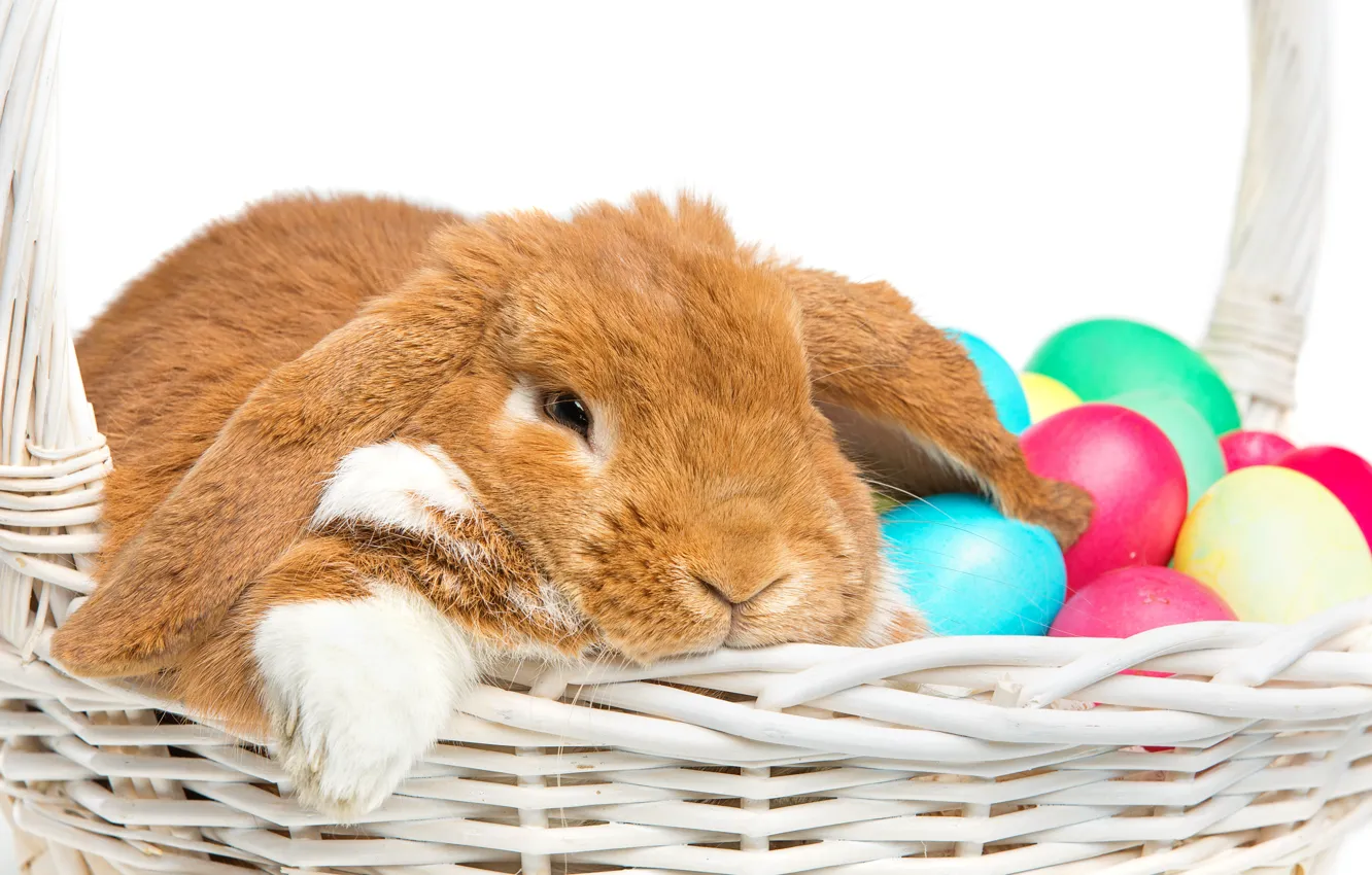 Фото обои корзина, кролик, Пасха, happy, rabbit, spring, Easter, eggs