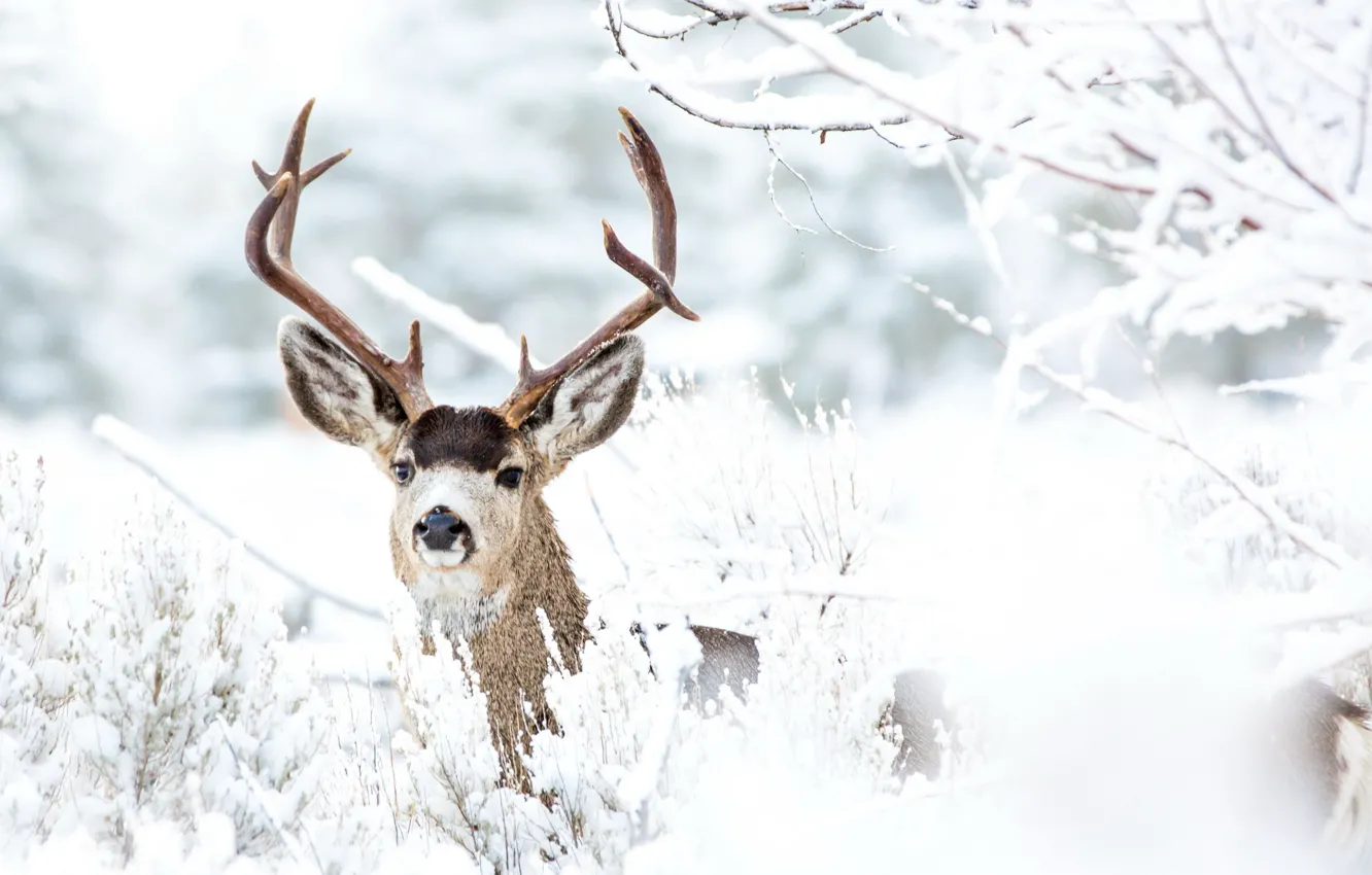 Фото обои зима, природа, олень