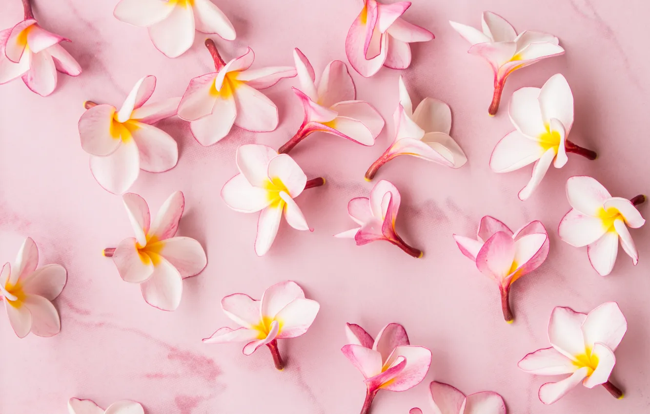 Фото обои цветы, лепестки, розовые, wood, pink, flowers, petals, плюмерия