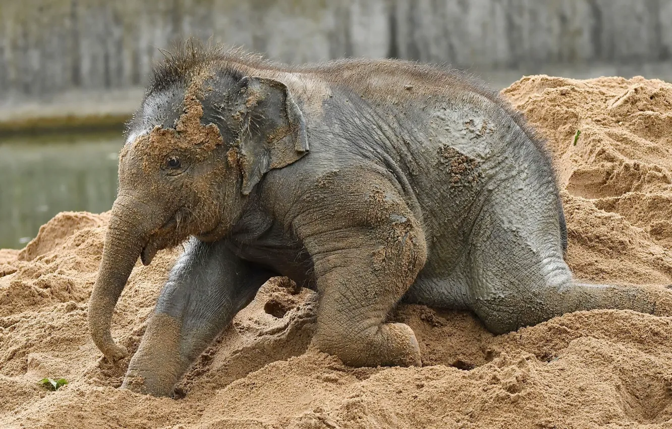 Фото обои песок, игра, слон, малыш