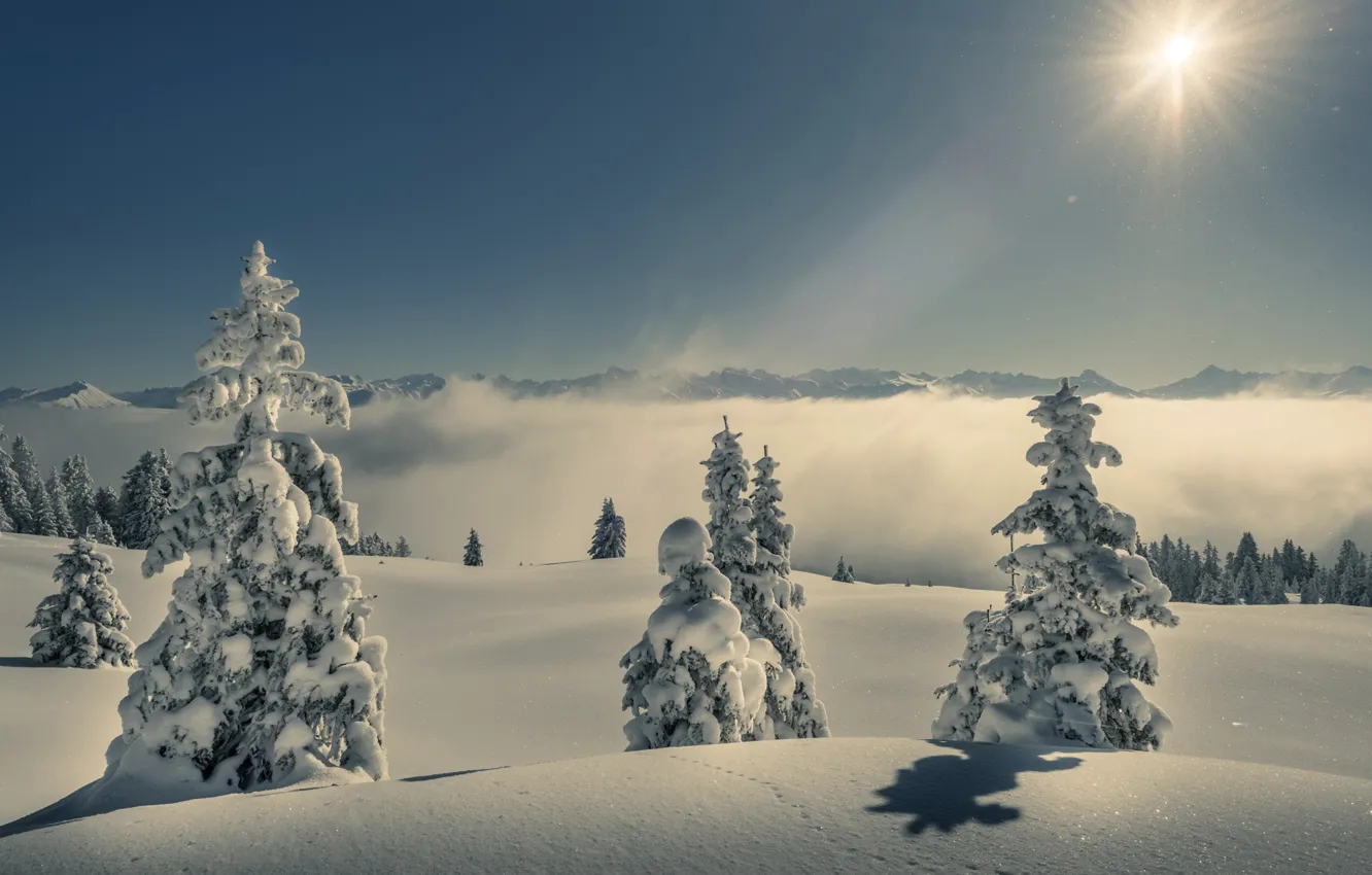 Фото обои зима, лес, небо, солнце, снег, горы, туман, ели