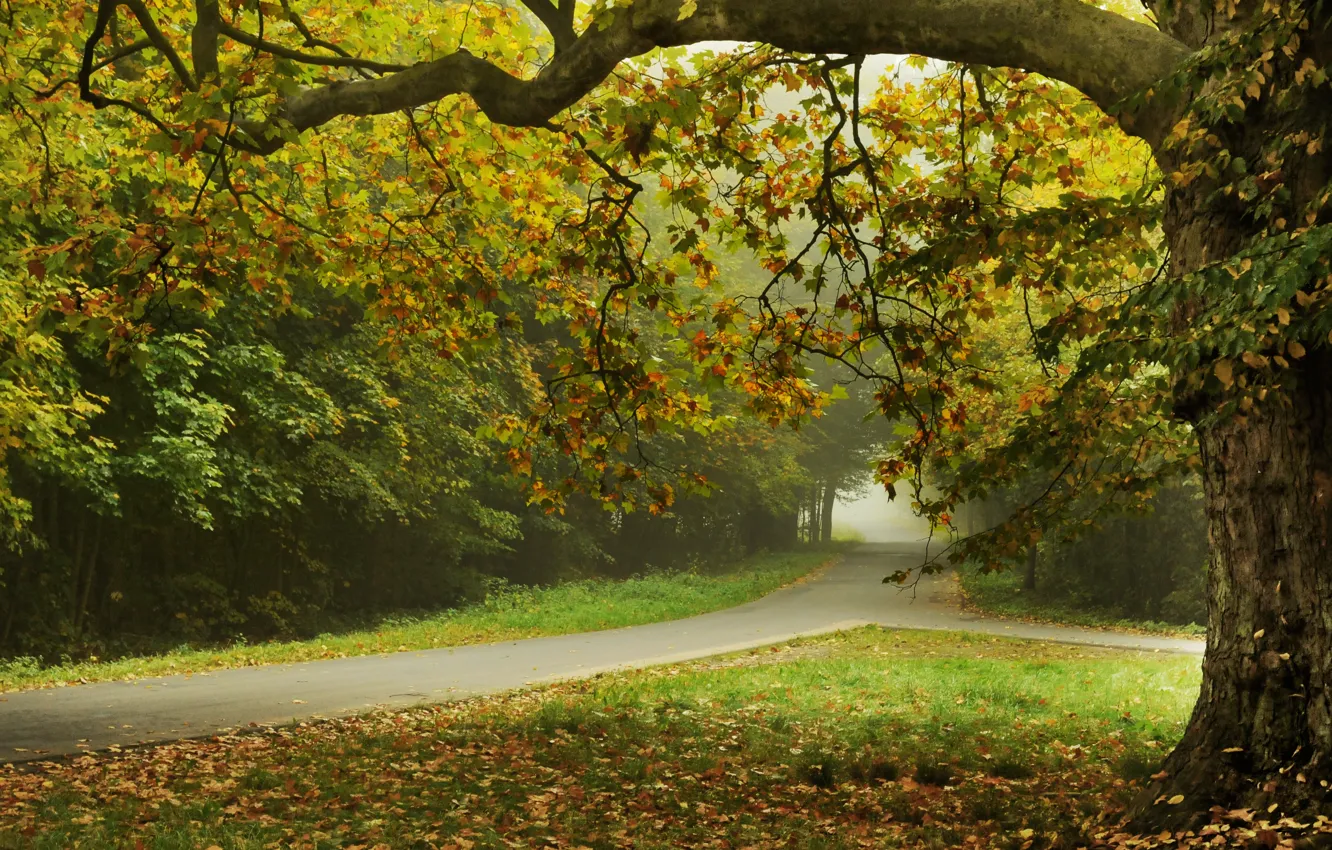 Фото обои дорога, листья, деревья, природа, улица, road, trees, nature