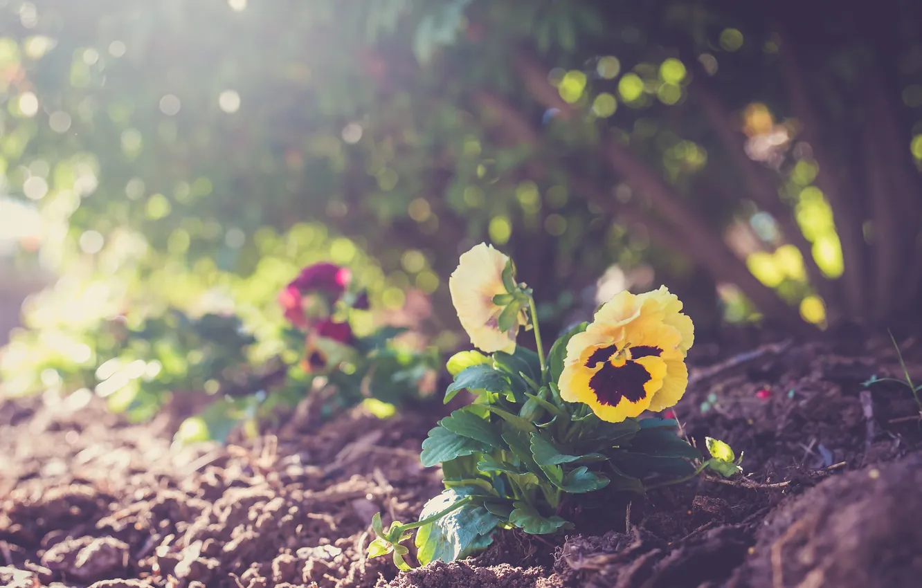 Фото обои цветок, земля, растение, желтые, лепестки, анютины глазки