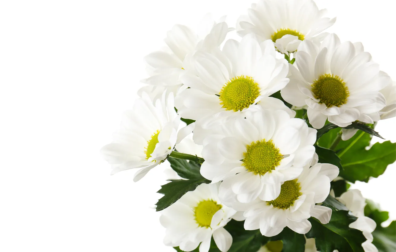 Фото обои цветы, белый фон, белые хризантемы
