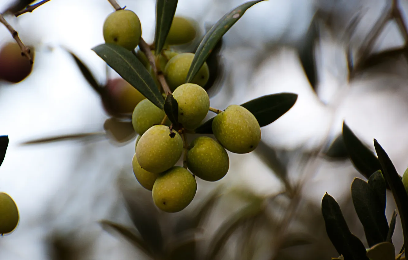 Фото обои листья, ветки, растение, плоды, оливки