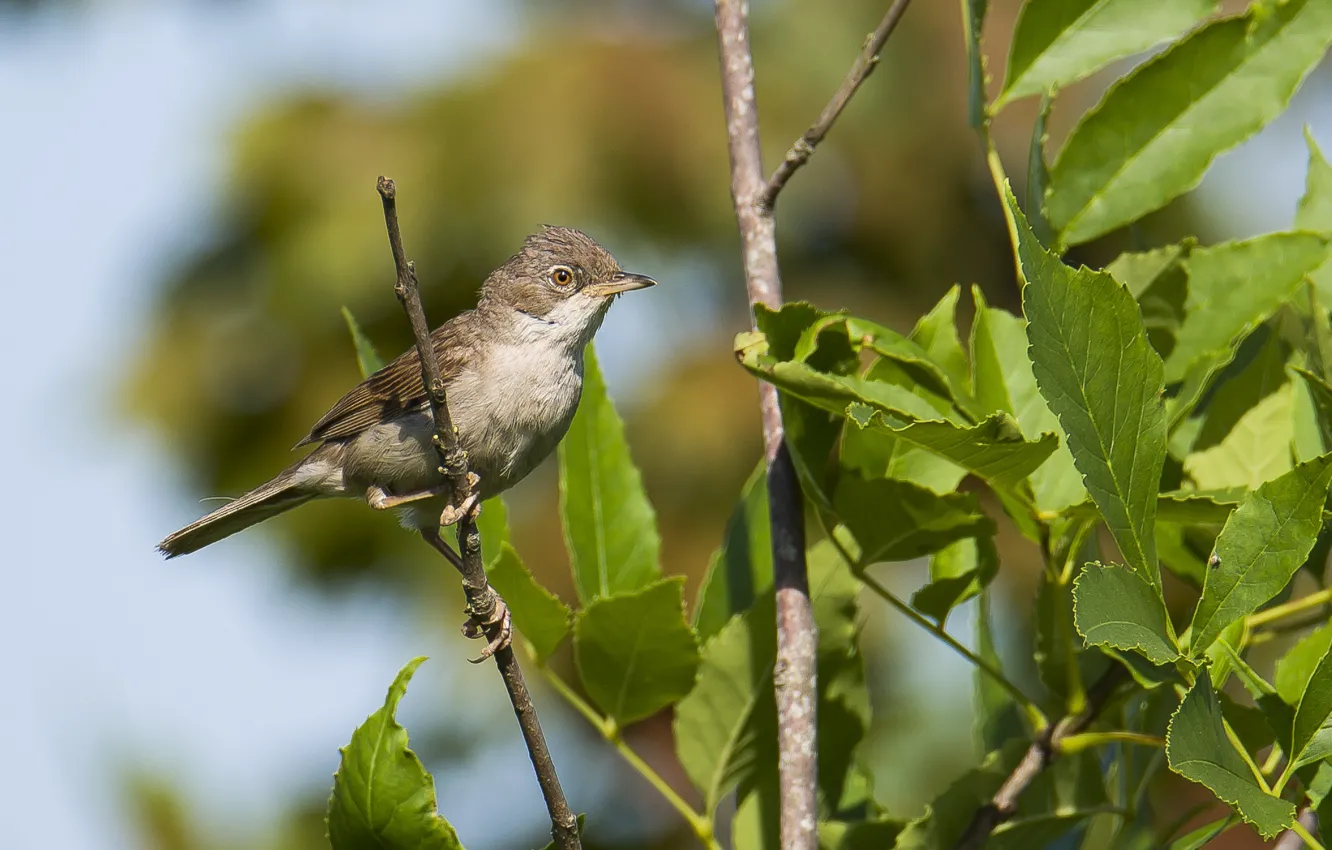 Фото обои лето, природа, птица, славка