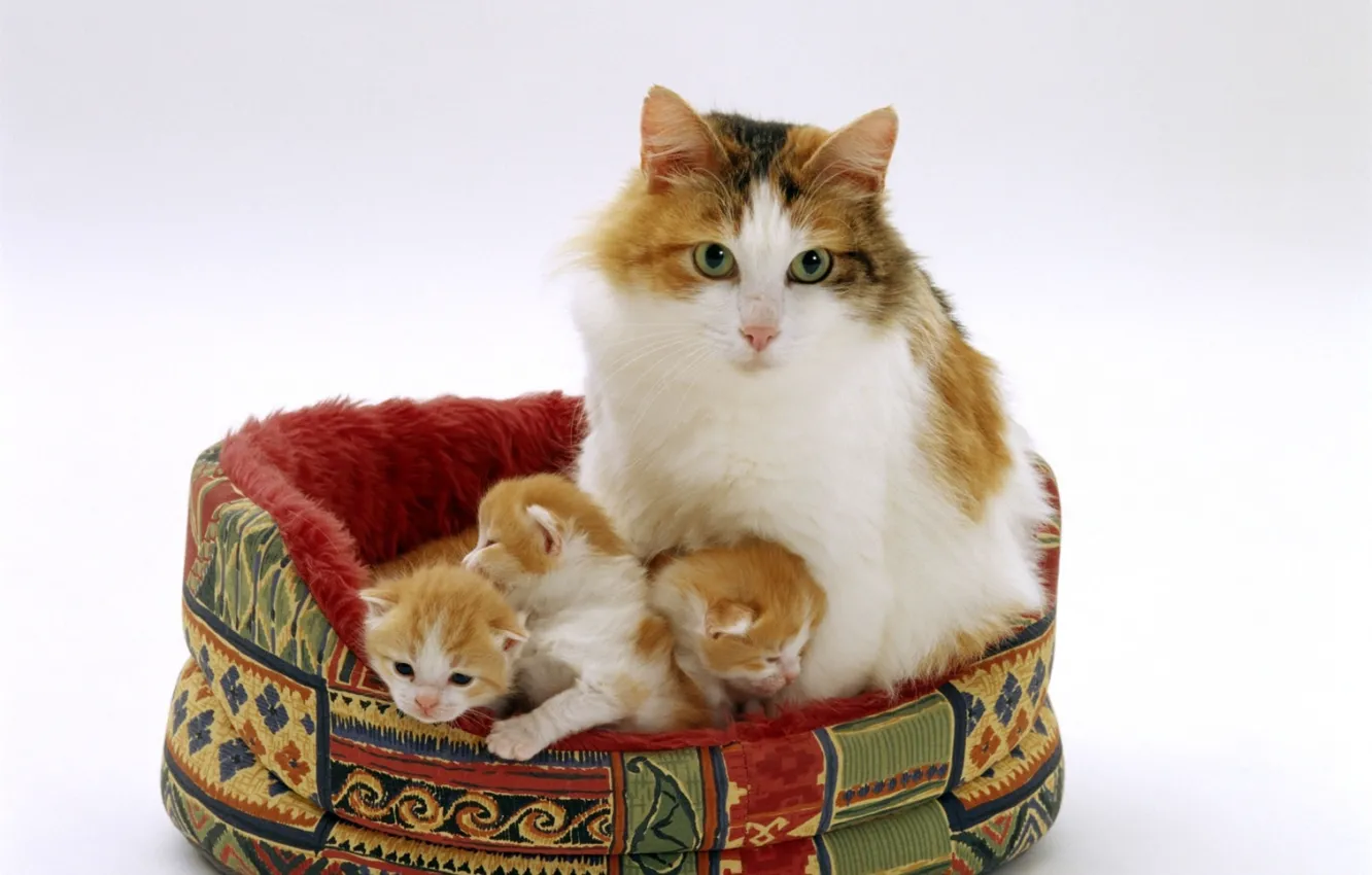 Фото обои котята, мама, лежанка