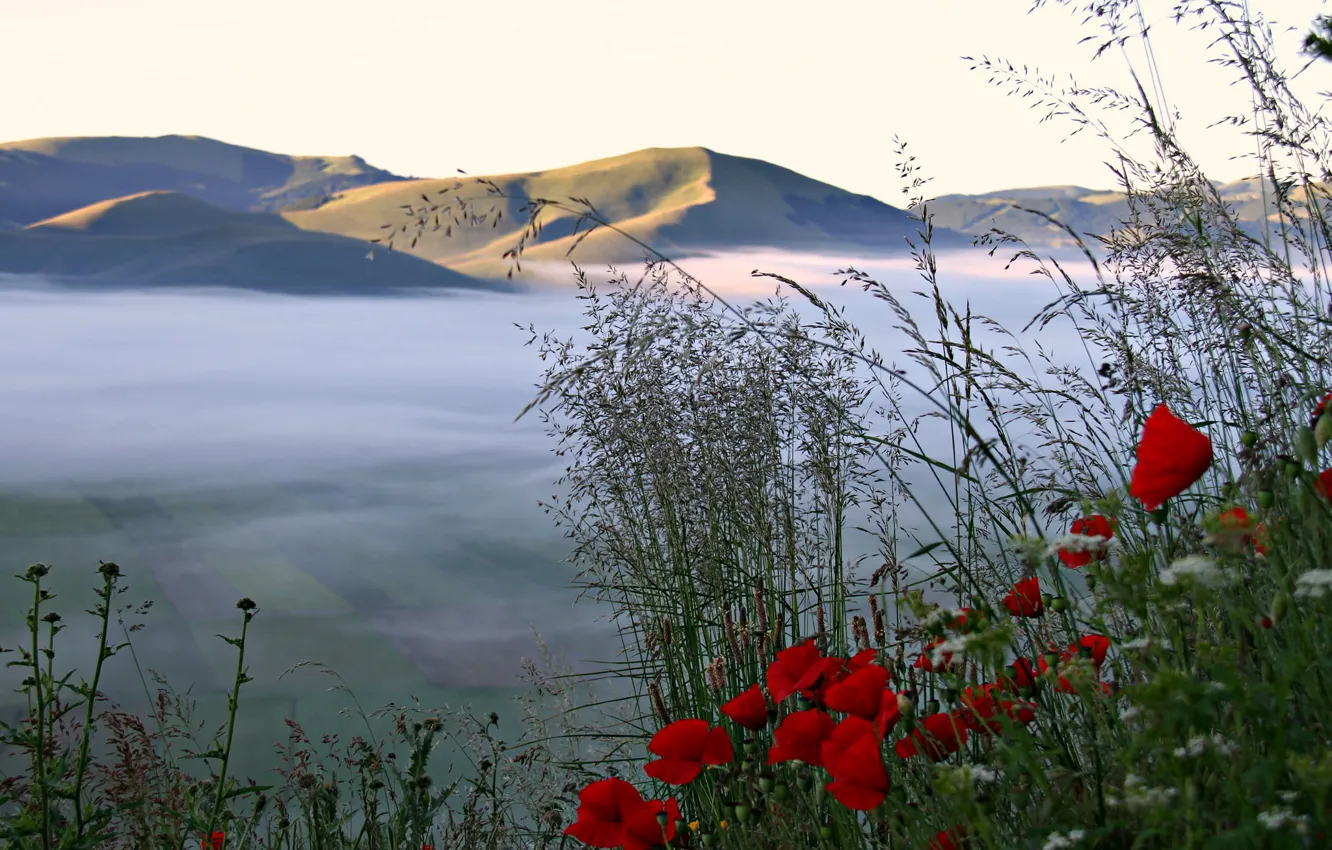 Фото обои небо, трава, цветы, горы, туман, поля, маки, долина