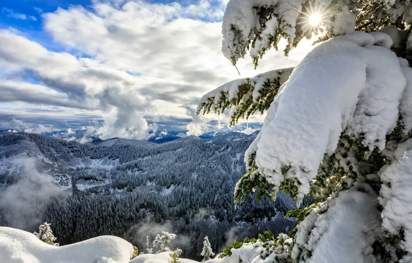 Фото обои зима, лес, облака, снег, горы, ель, панорама, Washington