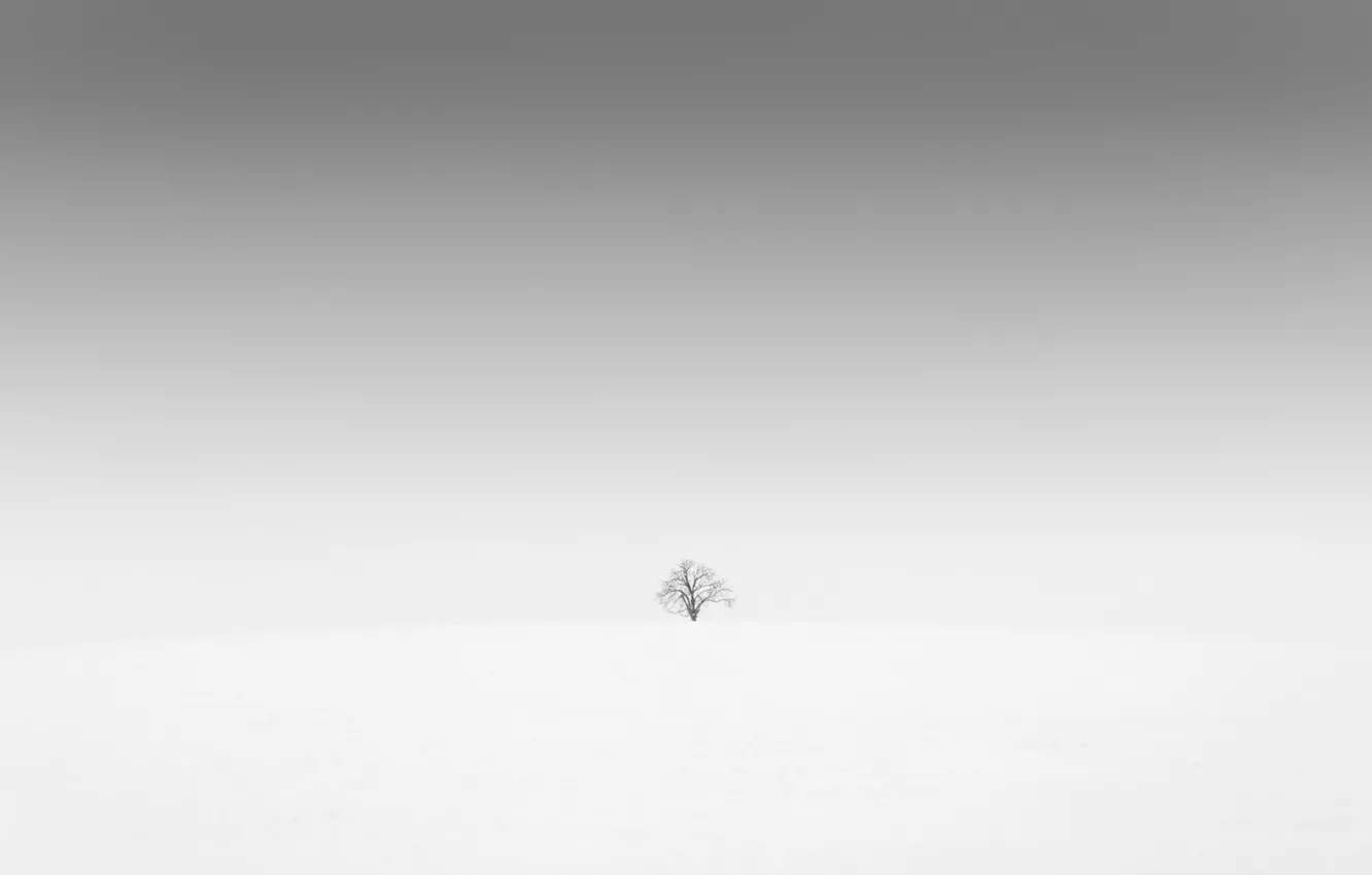 Фото обои поле, дерево, минимализм