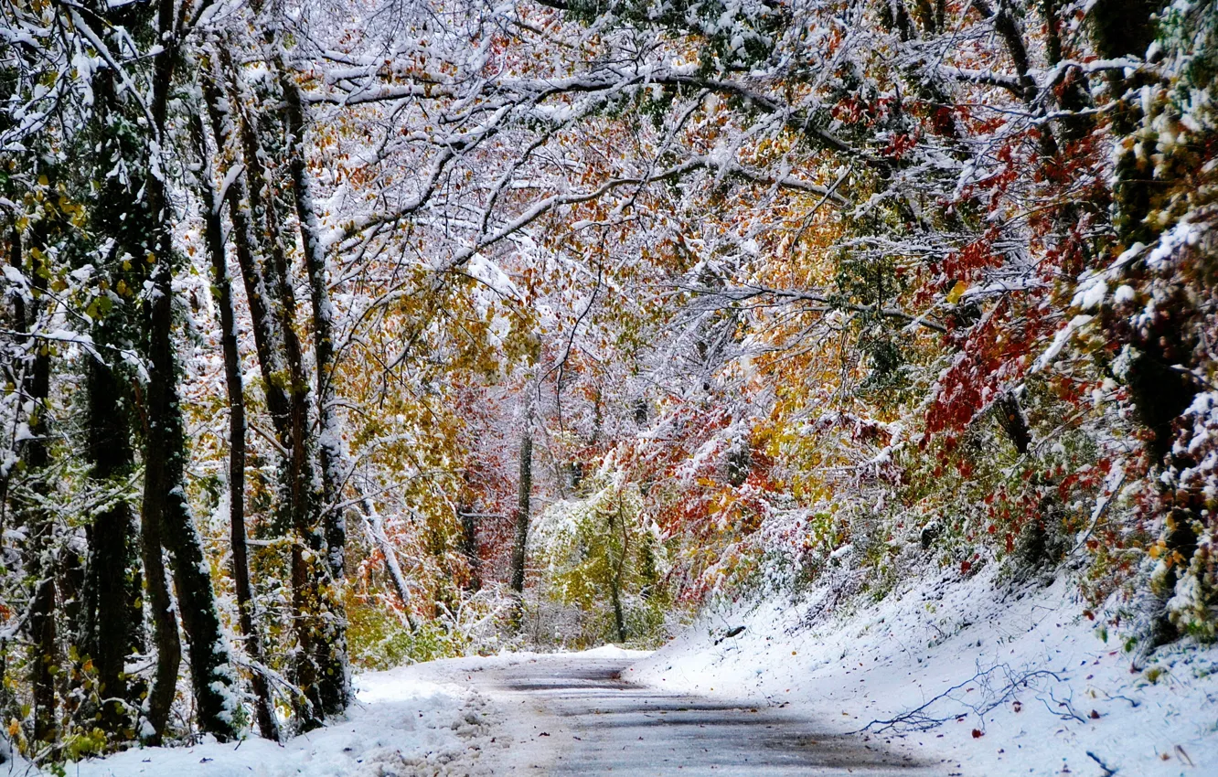Фото обои зима, лес, снег, деревья, дорога.