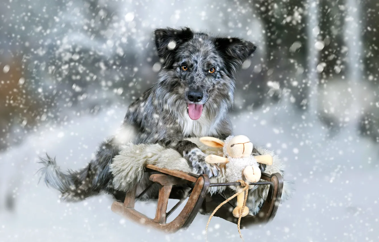 Фото обои снег, игрушка, собака, кролик, зайчик, санки