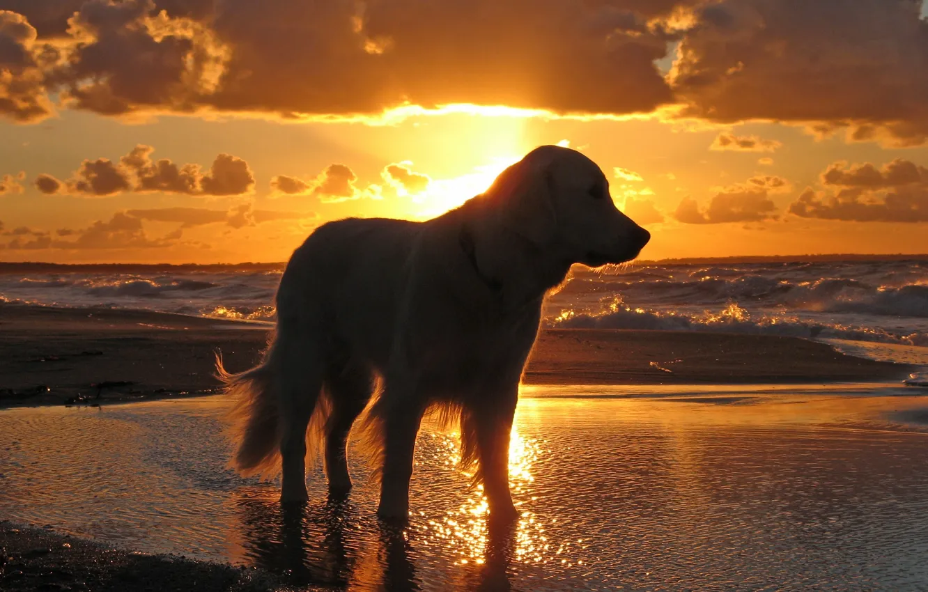 Фото обои море, небо, вода, закат, собака