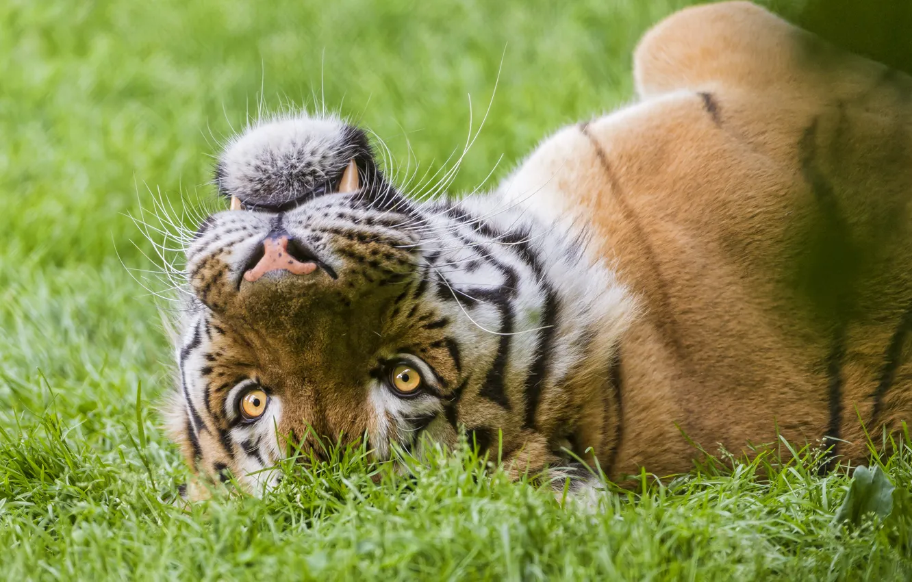 Фото обои кошка, трава, морда, тигр, ©Tambako The Jaguar