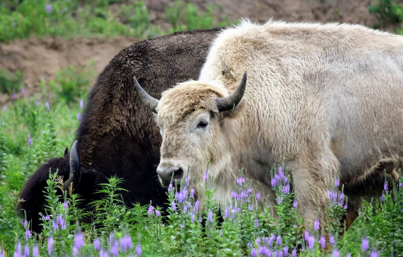 Фото обои white, nature, american, animal, wildlife, mammal, rare, buffalo