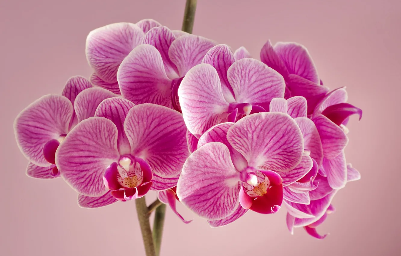 Фото обои цветы, фон, орхидеи, розовые орхидеи