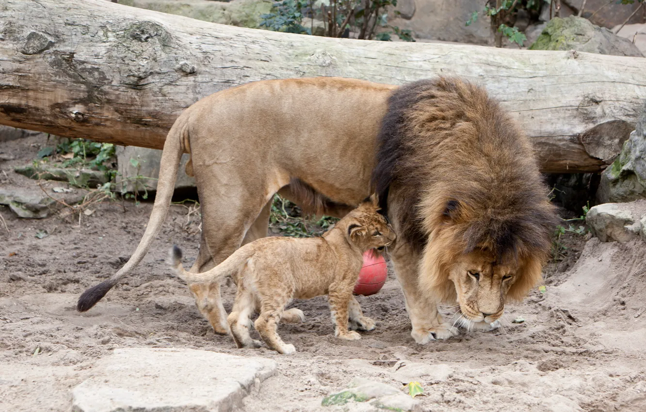 Фото обои кошка, лев, грива, детёныш, львы, львёнок
