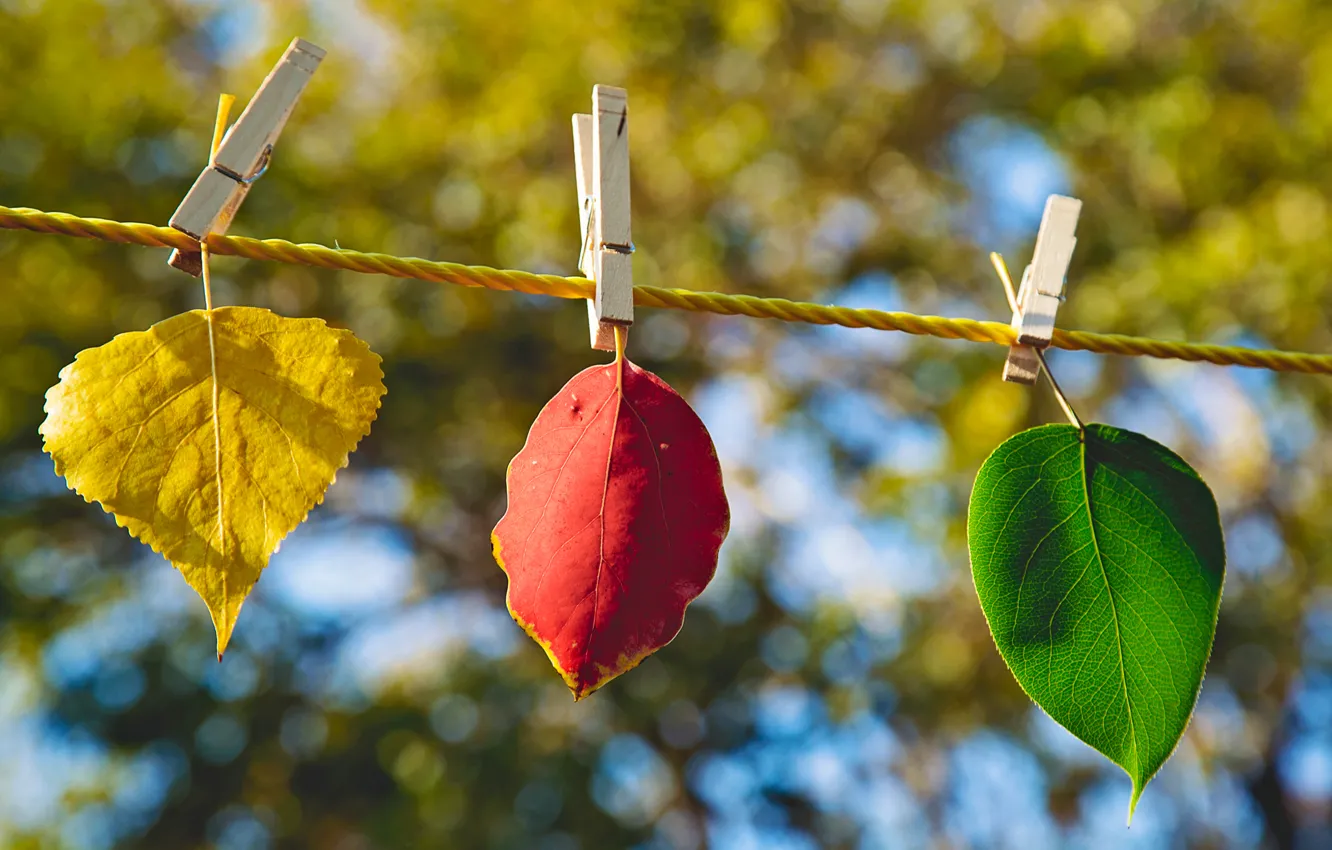 Фото обои осень, листья, макро, желтый, природа, лист, зеленый, размытость