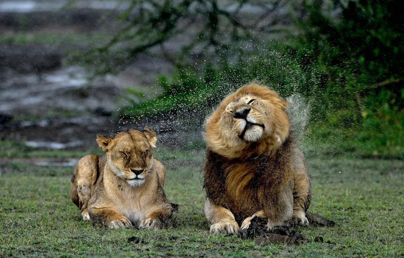 Фото обои брызги, дождь, лев, львы, львица, мокрые
