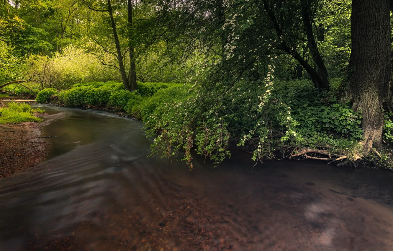 Фото обои природа, река, дерево