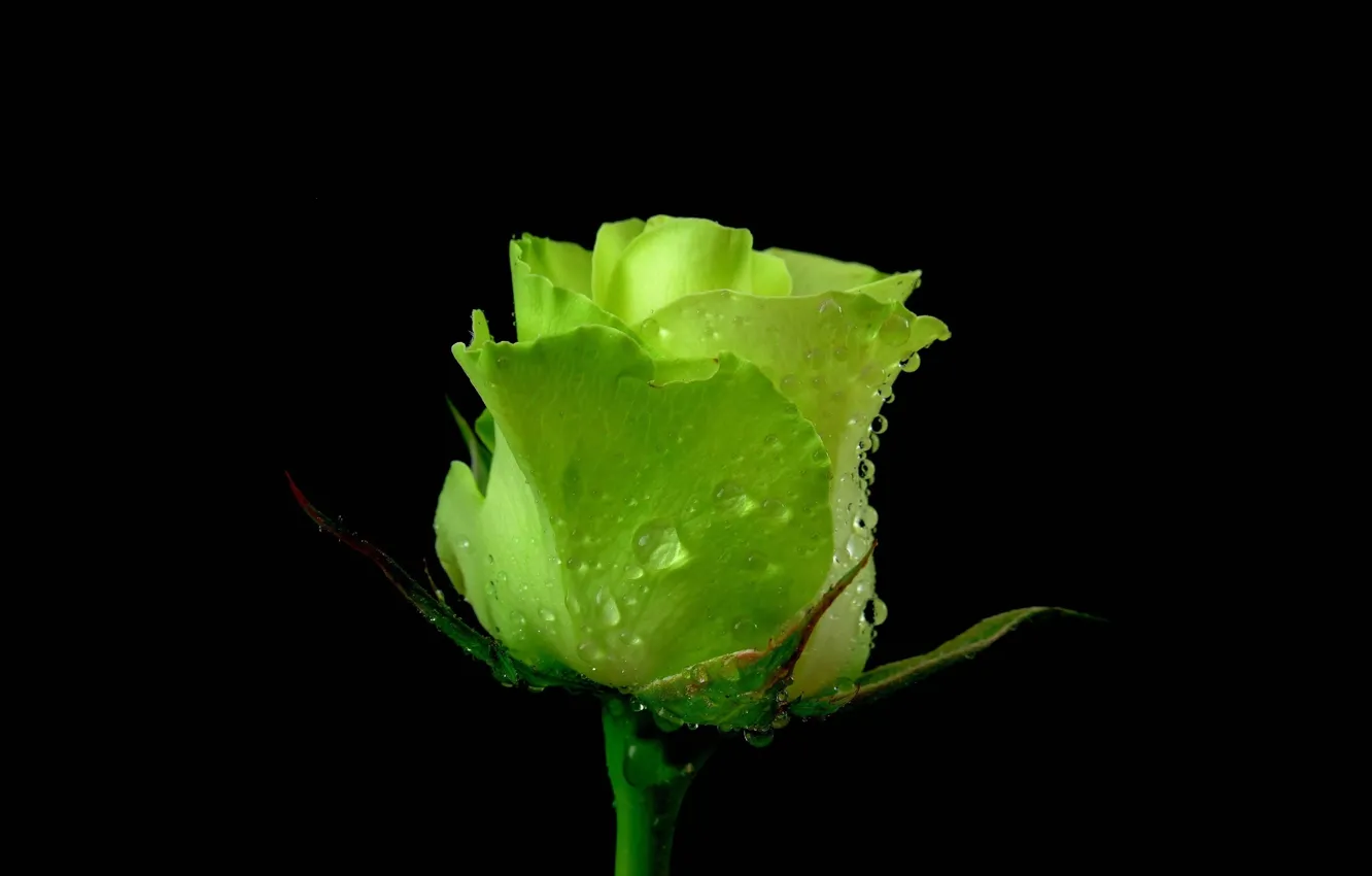 Фото обои роза, лепестки, зеленая