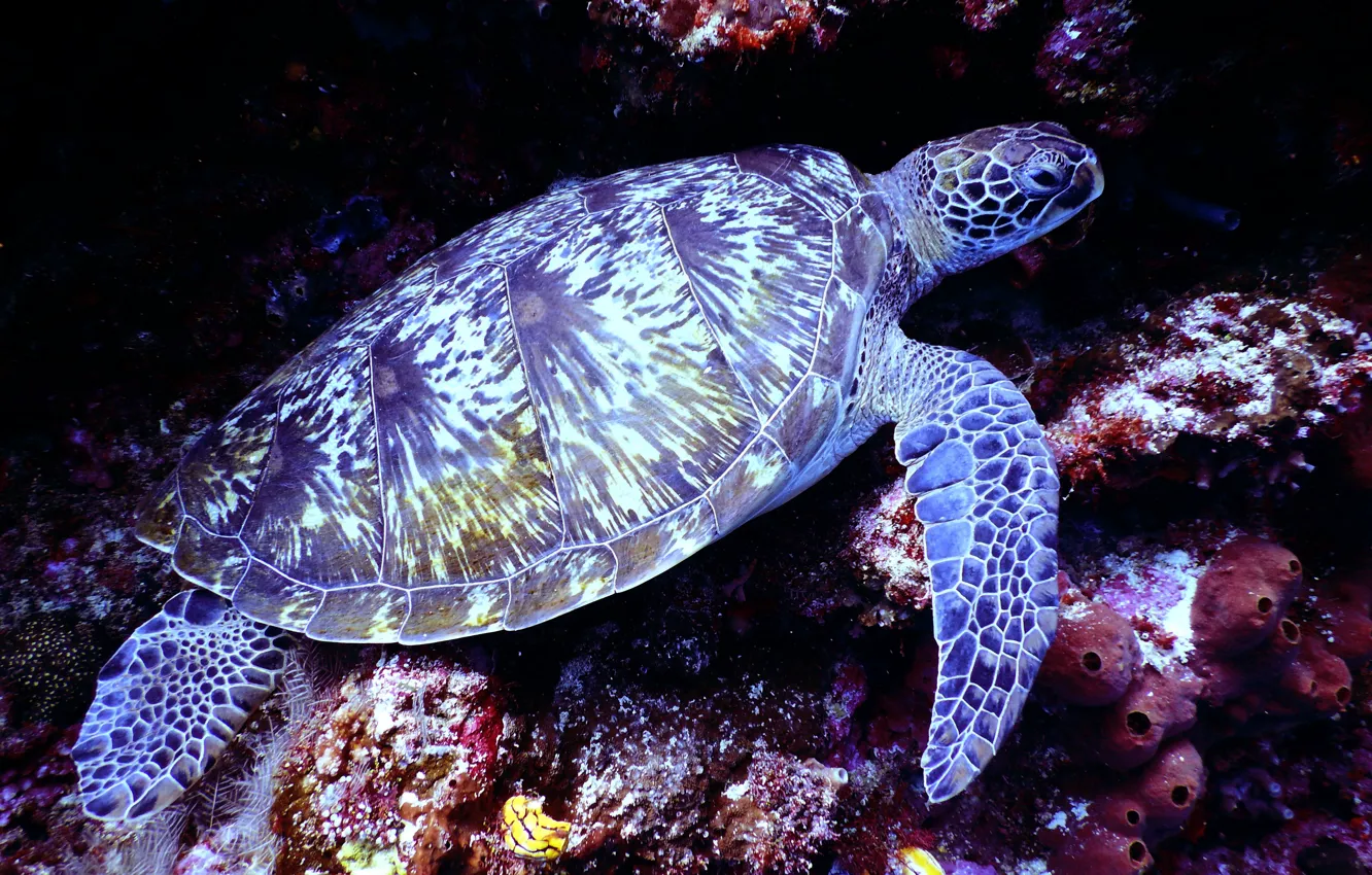 Фото обои кораллы, подводный мир, морская черепаха, панцирь, shell, corals, underwater world, sea turtle