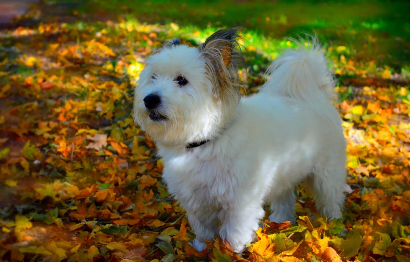 Фото обои Осень, Собачка, Dog, Fall, Листва, Autumn, Leaves, Вест-хайленд-уайт-терьер