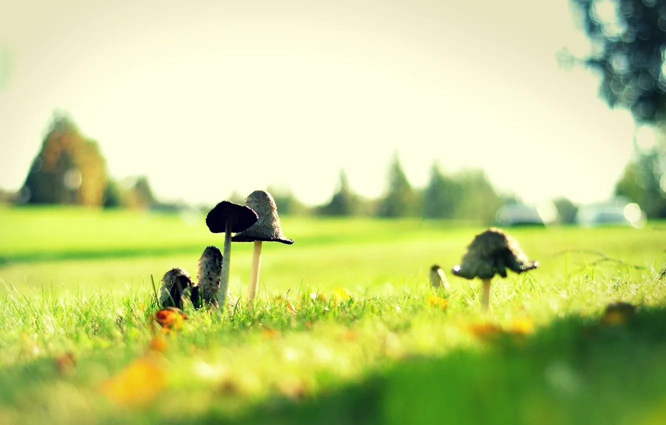 Фото обои трава, поляна, грибы, toxic, салатовый, mushrooms, ядовитый