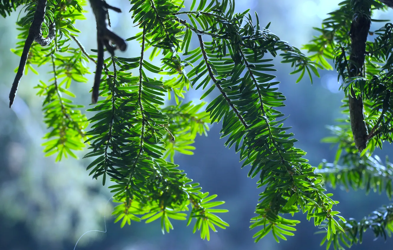 Фото обои green, plant, twig
