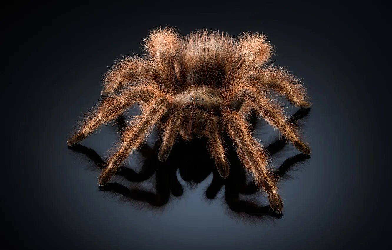 Фото обои макро, темный фон, паук, насекомое, тарантул, Антон Ростовский, grammostola rosea