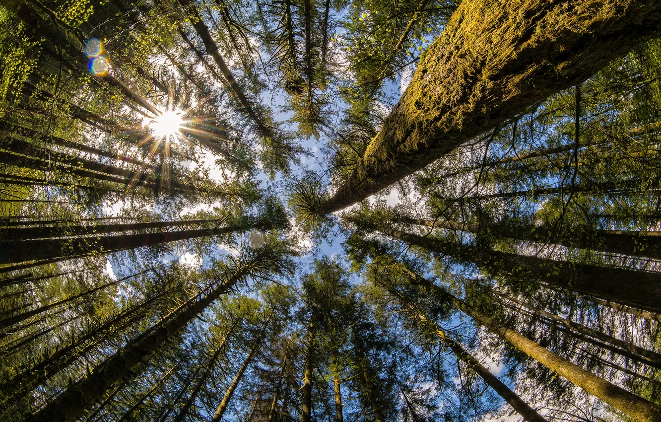 Фото обои лес, деревья, природа, Washington, Moulton Falls