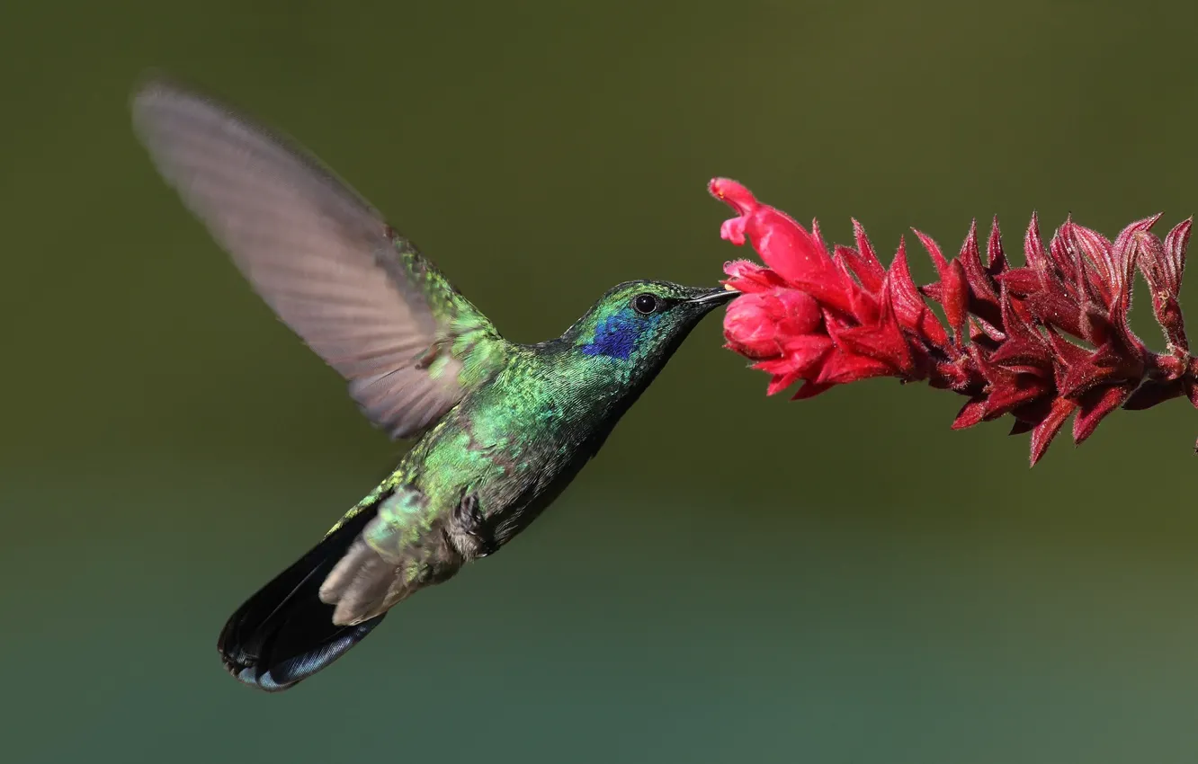 Фото обои цветок, макро, птица, колибри, bird, Hummingbird