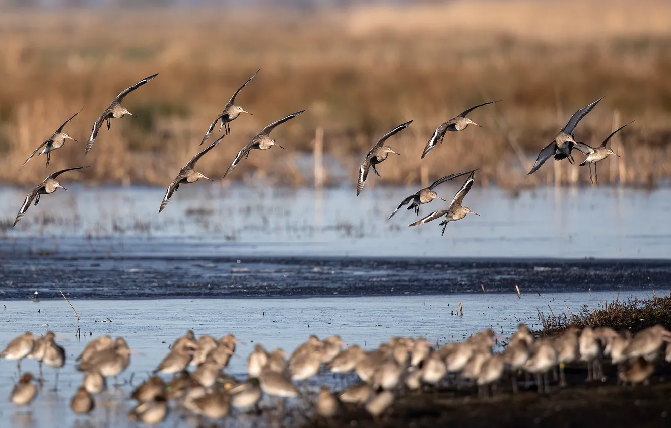 Фото обои птицы, природа, река, боке, black-tailed godwits