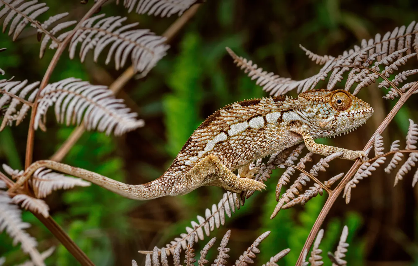 Фото обои animal, chameleon, Panther chameleon, lizards