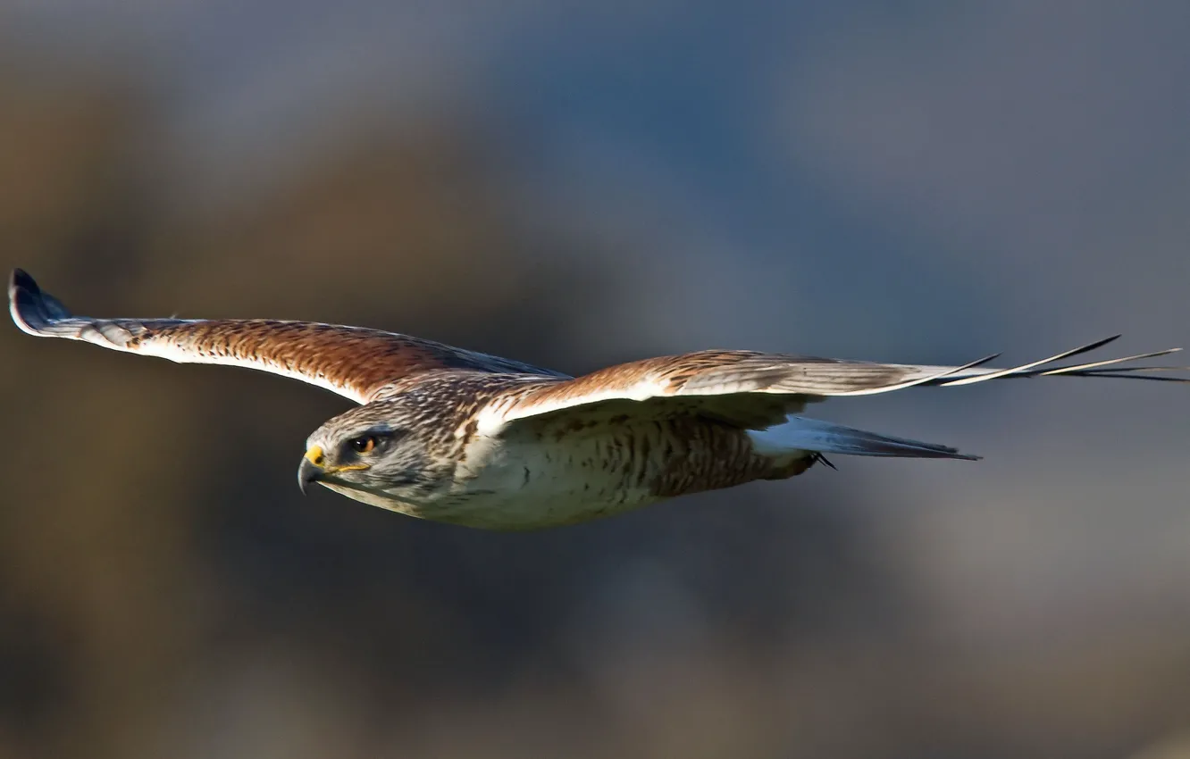 Фото обои птица, крылья, хищник, полёт, bird, взмах, ястреб, predator