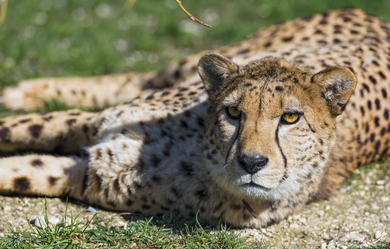 Фото обои кошка, отдых, гепард, ©Tambako The Jaguar