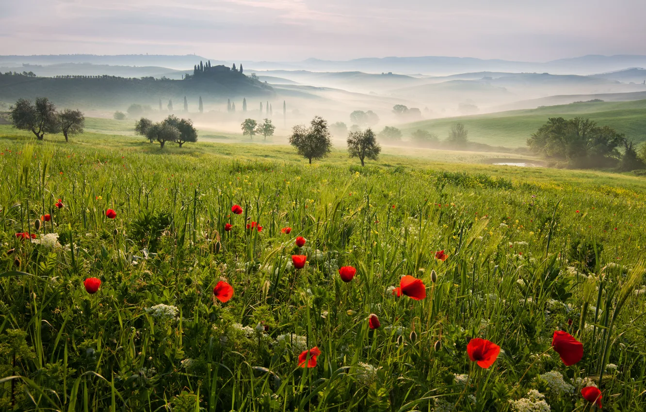 Фото обои деревья, пейзаж, природа, холмы, поля, Италия, Tuscany