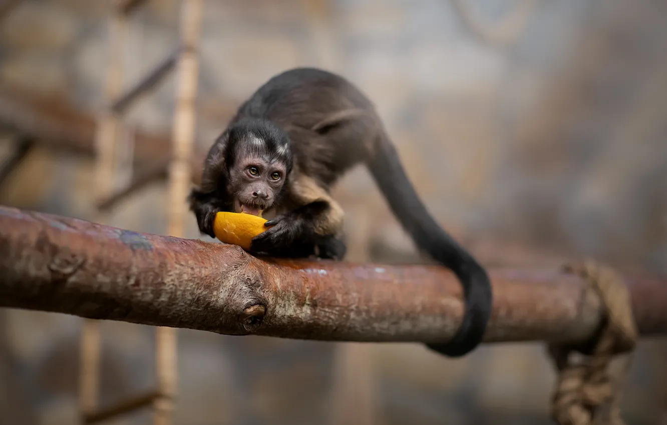 Фото обои апельсин, завтрак, обезьяна, хвост, боке, Капуцин