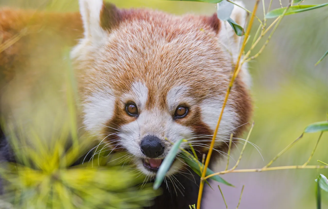 Фото обои ветка, бамбук, красная панда, firefox, малая панда, ©Tambako The Jaguar